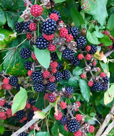 Blackberries recipe development cookery Christine McFadden