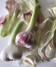 Green Garlic Recipe Development Christine McFadden