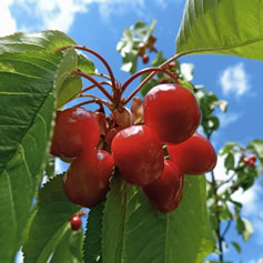 Learn to cook cherries Dorset Foodie Southwest