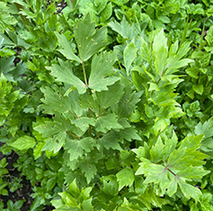 Lovage herb leaves how to cook Christine McFadden