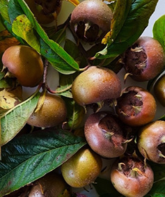 Medlars orchard fruit recipe development Dorset Foodie