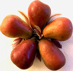Pears recipes festive seasonal salad Christine McFadden