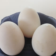 Recipe development blog goose eggs Dorset Foodie South West