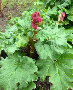 Rhubarb Cookery Classes Southwest