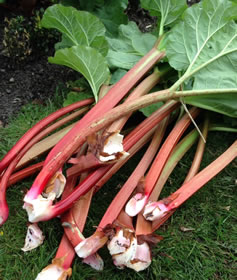 Rhubarb recipes tart cookery classes Dorset Foodie south west